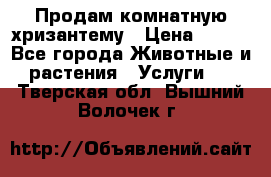 Продам комнатную хризантему › Цена ­ 250 - Все города Животные и растения » Услуги   . Тверская обл.,Вышний Волочек г.